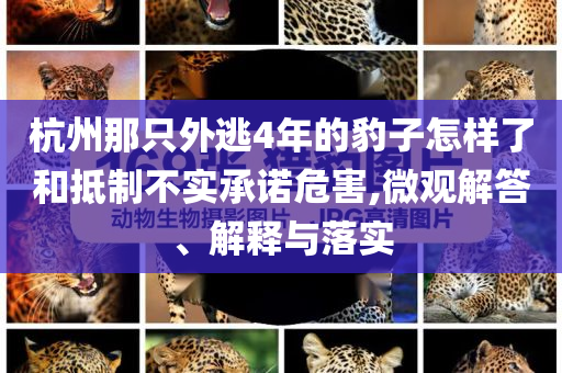 杭州那只外逃4年的豹子怎樣了和抵制不實承諾危害,微觀解答、解釋與落實