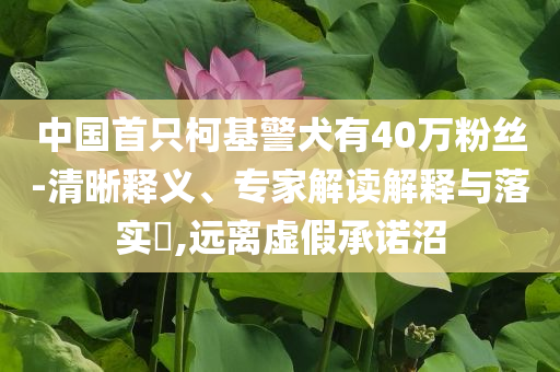 中國首只柯基警犬有40萬粉絲-清晰釋義、專家解讀解釋與落實?,遠離虛假承諾沼