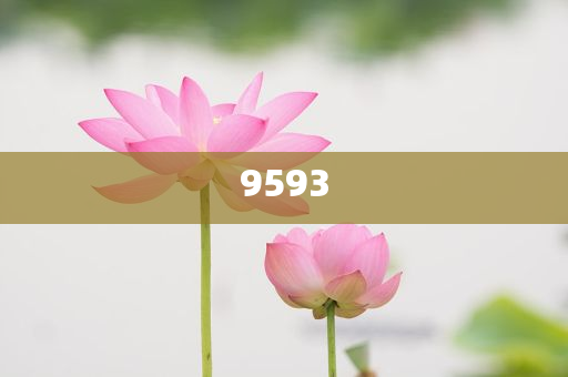 貓貓：你禮貌嗎-深度釋義、專家解讀解釋與落實(shí)?,留心欺詐的套路