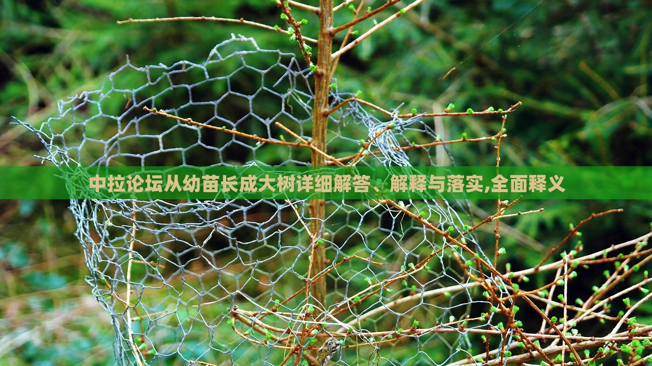 中拉论坛从幼苗长成大树详细解答、解释与落实,全面释义