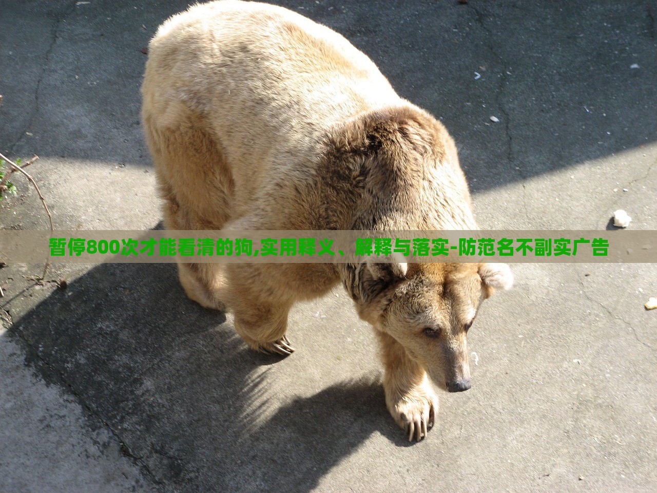 暫停800次才能看清的狗,實(shí)用釋義、解釋與落實(shí)-防范名不副實(shí)廣告
