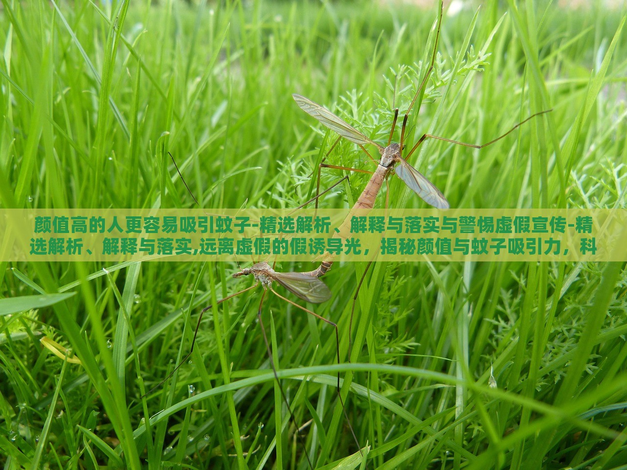 颜值高的人更容易吸引蚊子-精选解析、解释与落实与警惕虚假宣传-精选解析、解释与落实,远离虚假的假诱导光，揭秘颜值与蚊子吸引力，科学真相与虚假宣传警示